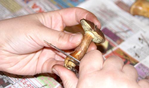 Можно ли использовать мокрую тряпку для очистки грибов. Как чистить белые грибы перед заморозкой