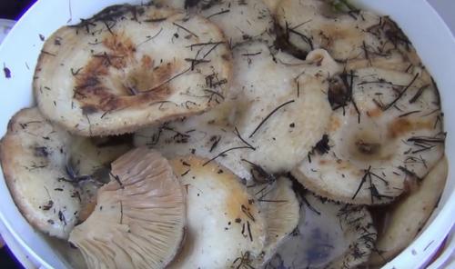 Можно ли использовать грибы, которые были накрыты плесенью. Что делать и как обработать заплесневелые грибы