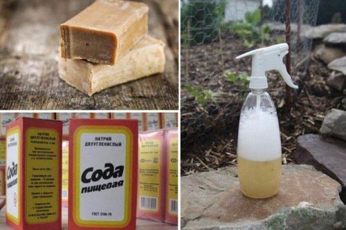 Какие методы обработки смородины существуют. Чем обработать смородину весной от болезней?