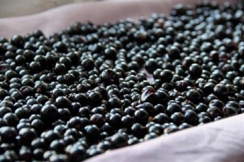 Как хранить смородину после уборки. Как в свежем виде сохранить черную смородину, срок годности