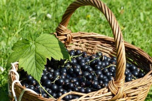 Как можно определить, что смородина поражена болезнью или вредителем. Болезни листьев смородины: описания с фото, лечение