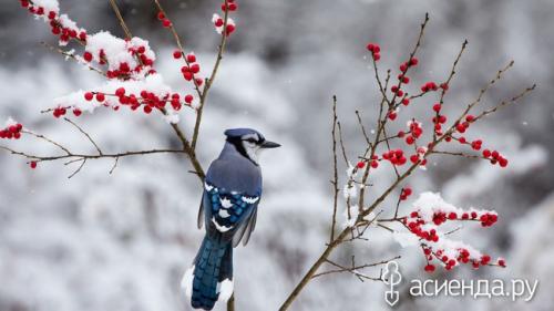 Готовим ягодник к зимовке. Подготовка ягодных культур к зиме