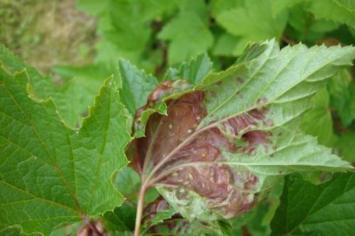 Как можно определить, что смородина поражена болезнью или вредителем. Болезни листьев смородины: описания с фото, лечение