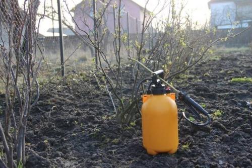 Какие есть советы и рекомендации для ускорения процесса обработки смородины. Обработка смородины мочевиной осенью и весной