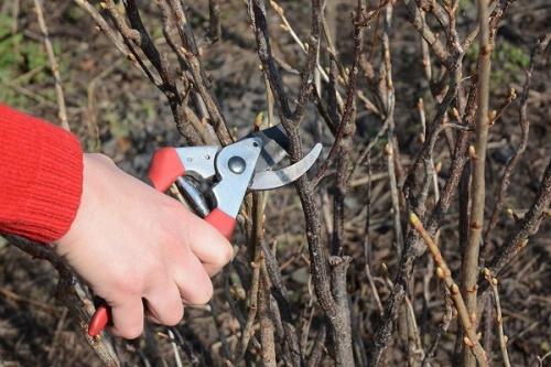 Какие особенности ухода за смородиной осенью могут зависеть от климата и региона. Сроки подготовки по регионам