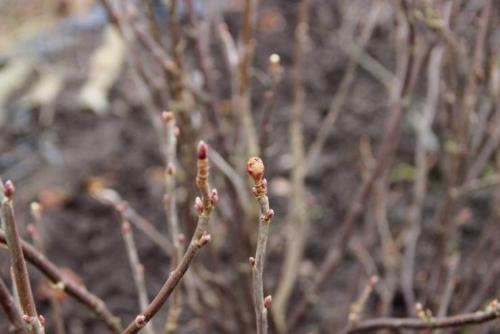 Какие есть советы и рекомендации для ускорения процесса обработки смородины. Обработка смородины мочевиной осенью и весной