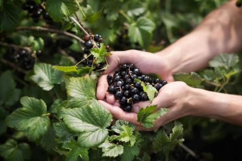 Как убрать плоды смородины. Способы сбора