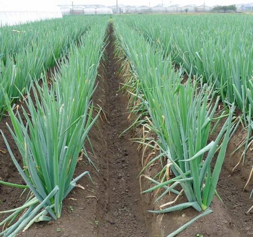 Лук-батун русский зимний когда сажать. Ботаническое описание