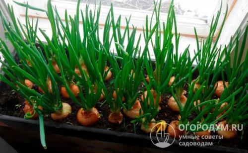 Лук из семян на подоконнике. Как вырастить лук на подоконнике