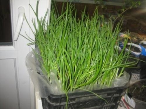 Как выращивать лук-батун в домашних условиях. Что собою представляет лук-батун 02