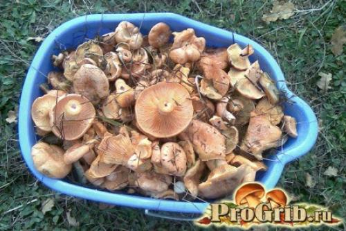 Как правильно выбрать грибы для приготовления рядовки. Как правильно готовить рядовки: обработка, соление и маринование грибов