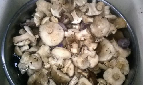 Как хранить готовые грибы рядовки. Как правильно заморозить грибы рядовки на зиму