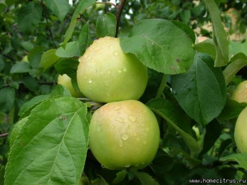 Самые вкусные сорта яблок форум. #1 Aлекc