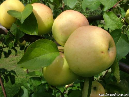 Самые вкусные сорта яблок форум. #1 Aлекc