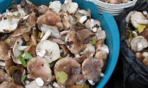 Какие продукты можно использовать для чистки и вымачивания тополевых рядовок. Надо ли чистить рядовки и как это сделать сухим способом?