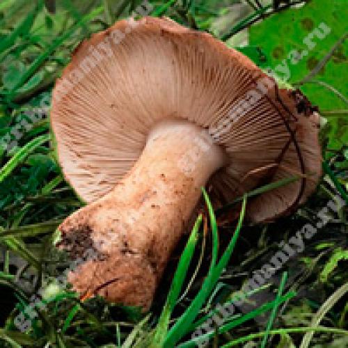 Профессиональный подход к чистке и вымачиванию тополевых рядовок 03 Профессиональный подход к чистке и вымачиванию тополевых рядовок 03