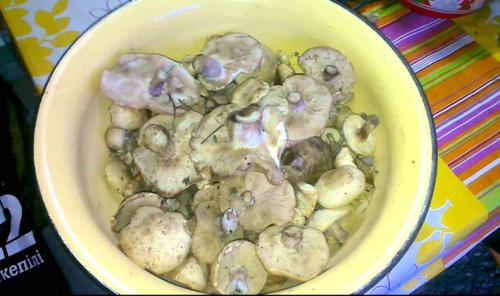 Какие продукты можно использовать для чистки и вымачивания тополевых рядовок. Надо ли чистить рядовки и как это сделать сухим способом?