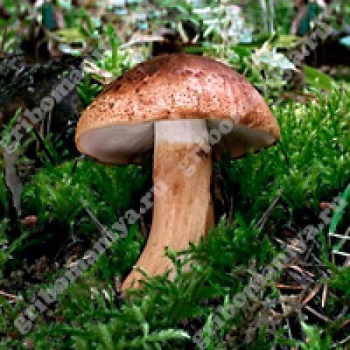 Профессиональный подход к чистке и вымачиванию тополевых рядовок 01 Профессиональный подход к чистке и вымачиванию тополевых рядовок 01