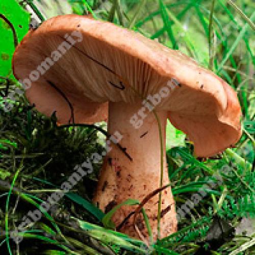 Профессиональный подход к чистке и вымачиванию тополевых рядовок 02 Профессиональный подход к чистке и вымачиванию тополевых рядовок 02