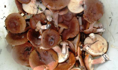 Какие продукты можно использовать для чистки и вымачивания тополевых рядовок. Надо ли чистить рядовки и как это сделать сухим способом?