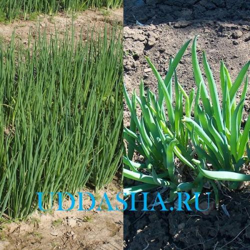 Выращивание лука-батуна из семян через рассаду. Посадка и выращивание лука-батуна из семян 03