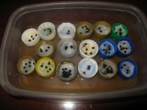 Выращивание лука-батуна из семян через рассаду. Посадка и выращивание лука-батуна из семян 16