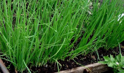 Пересадка лука-батуна осенью: когда пересаживать и как сделать это правильно (делением куста и другими методами), дальнейший уход