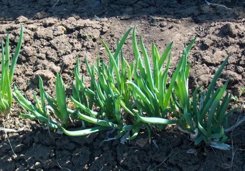 Лук-батун уход осенью. Уход за насаждениями лука-батуна
