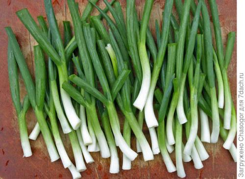 Как пересадить лук-батун весной. Сажать батун весной