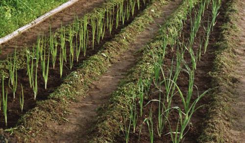 Как сажать лук батун весной. Как правильно посадить лук батун весной