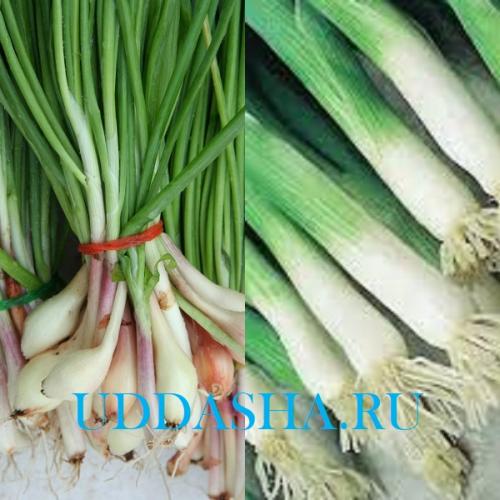 Выращивание лука-батуна из семян через рассаду. Посадка и выращивание лука-батуна из семян 02