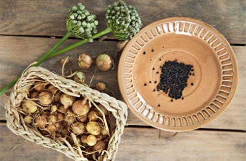 Как сажать лук батун весной. Как правильно посадить лук батун весной