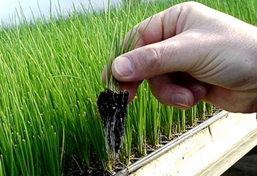 Как сажать лук батун весной. Как правильно посадить лук батун весной