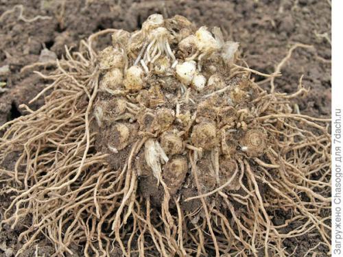 Как пересадить лук-батун весной. Сажать батун весной