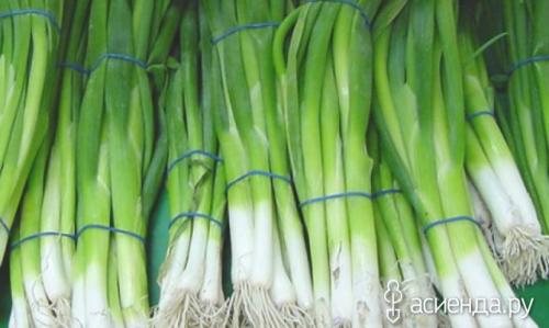 Лук батун уходит в стрелку. Батун – лук без луковиц