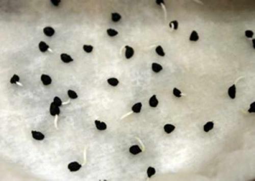 Уход за луком батуном осенью. Уход за насаждениями лука-батуна 06 Уход за луком батуном осенью. Уход за насаждениями лука-батуна 06