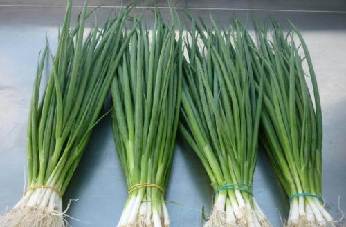 Лук-батун сорта. Сорта лука-батуна, описание