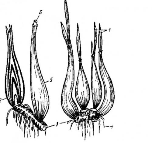 Лук-батун русский зимний когда сажать. Ботаническое описание