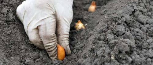 Когда сажать лук-зимник. Когда и как сажать лук под зиму в 2021 году по лунному календарю