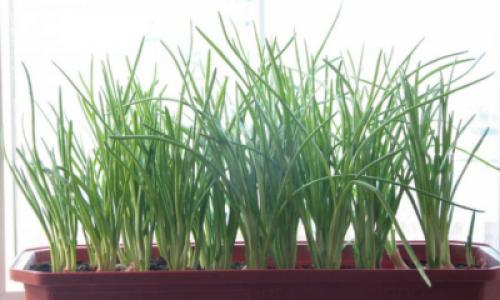 Как посадить лук-батун осенью. Когда посадить лук-батун под зиму 04