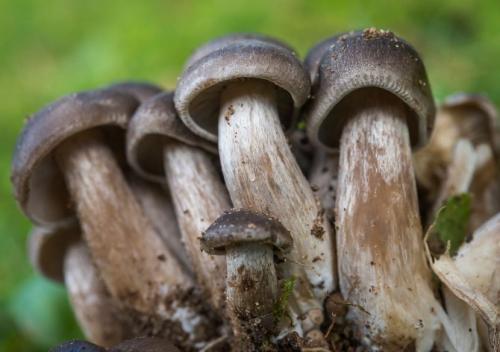 Какие полезные свойства грибов подтопольников известны. Гриб подтопольник (рядовка тополевая) – фото и описание гриба