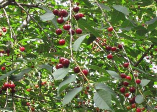 Низкорослые сорта черешни. Низкорослые