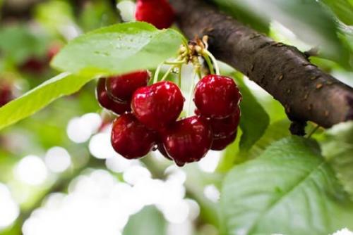 Лучшие сорта самоплодной черешни. Зимостойкая черешня – сорта для Подмосковья и средней полосы России 02 Лучшие сорта самоплодной черешни. Зимостойкая черешня – сорта для Подмосковья и средней полосы России 02