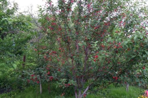 Низкорослые сорта черешни. Низкорослые