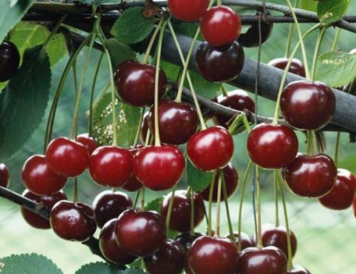 Низкорослые сорта черешни. Низкорослые