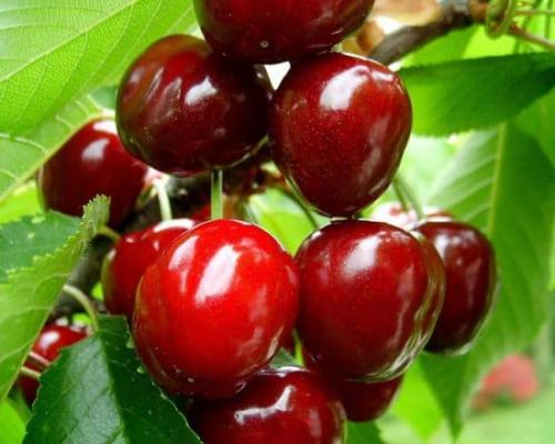 Лучшие сорта самоплодной черешни. Зимостойкая черешня – сорта для Подмосковья и средней полосы России 01 Лучшие сорта самоплодной черешни. Зимостойкая черешня – сорта для Подмосковья и средней полосы России 01