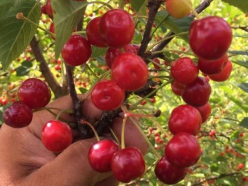 Низкорослые сорта черешни. Низкорослые