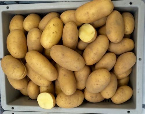 Картофель королева Анна. Королева Анна картофель – описание сорта, характеристика, отзывы и фото