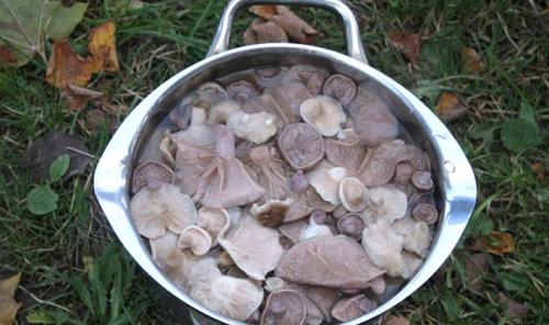 Как правильно засолить грибы рядовки на зиму. Способы засолки рядовок на зиму