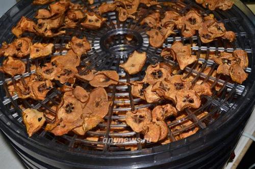 Сколько времени потребуется для сушки грушевого пюре в сушилке. Сушеные груши в электросушилке